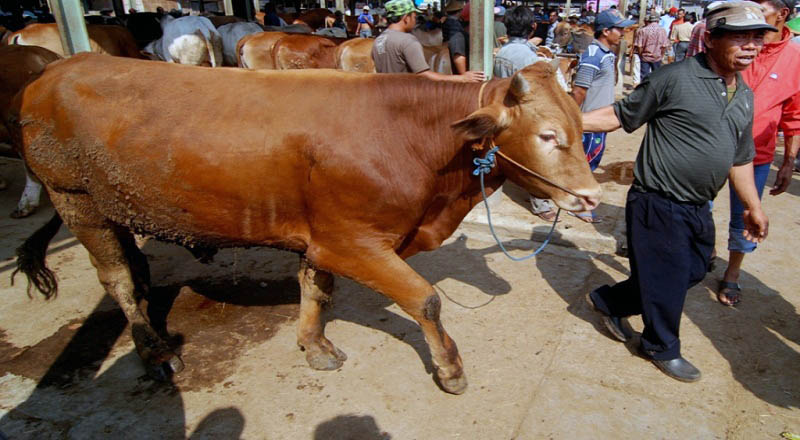 10 Ekor per Peternak, Asuransi Ternak Sapi Didukung Pemerintah Daerah
